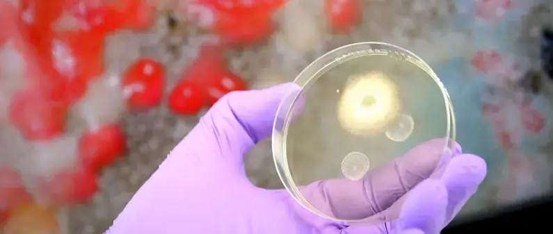 Was sind eigentlich MVOC?