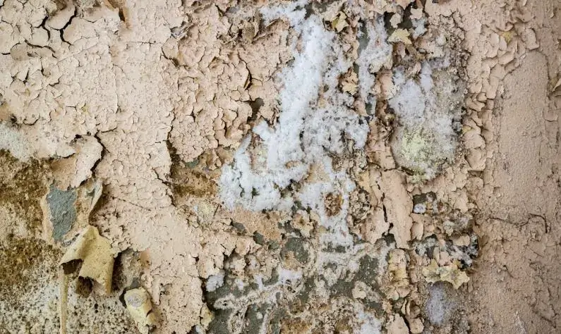 Die Blumen des Bösen