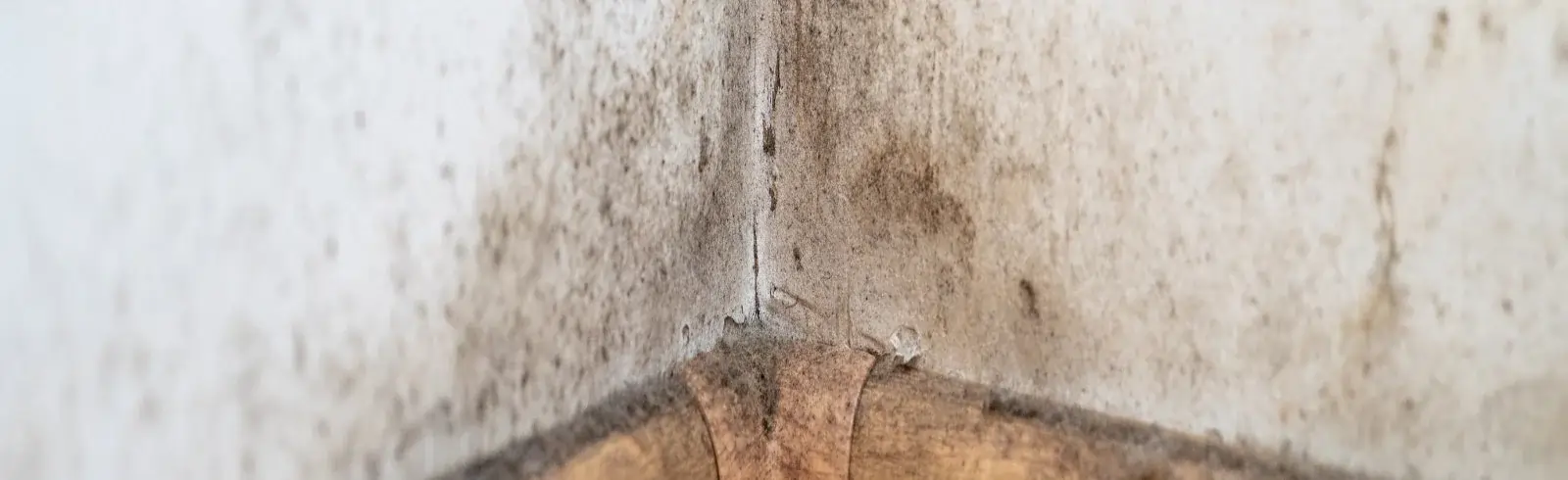 schimmelprotektor_schimmel-im-haus_luftfeuchtigkeit_schimmelentfernung_schimmelgutachten_solingen_blog_bereit-die-herrschaft-zu-uebernehmen