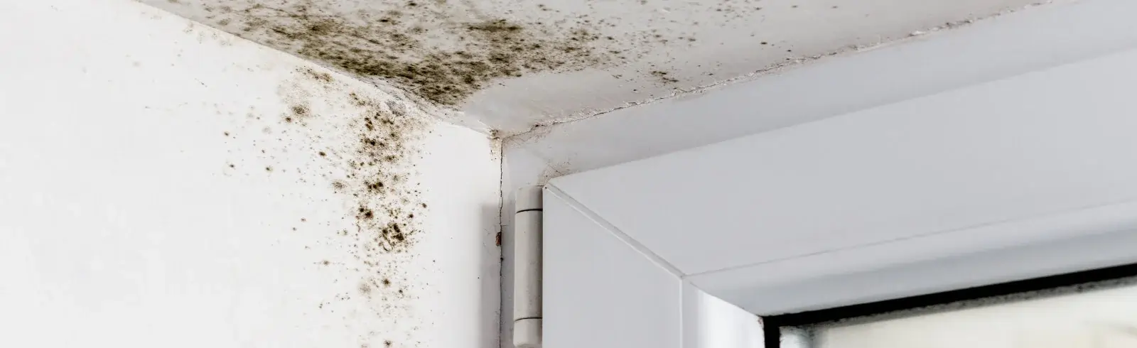 schimmelprotektor_schimmel-im-haus_luftfeuchtigkeit_schimmelentfernung_schimmelgutachten_solingen_blog_eine-schimmelentfernung-sollte-100-prozentig-sein