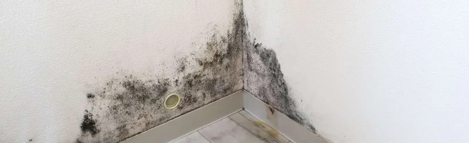 schimmelprotektor_schimmel-im-haus_luftfeuchtigkeit_schimmelentfernung_schimmelgutachten_solingen_blog_entfernen-aber-richtig-schimmel-an-der-tapete