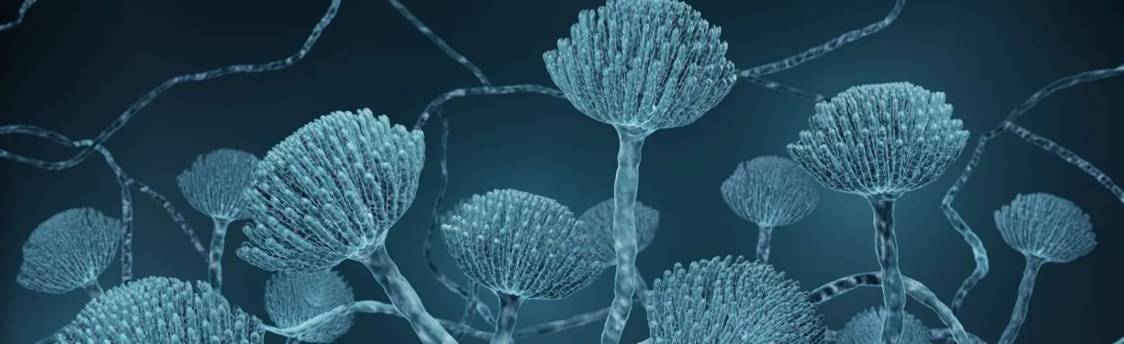 schimmelprotektor_schimmel-im-haus_luftfeuchtigkeit_schimmelentfernung_schimmelgutachten_solingen_blog_ernsthafte-warnung-vor-aspergillus-fumigatus