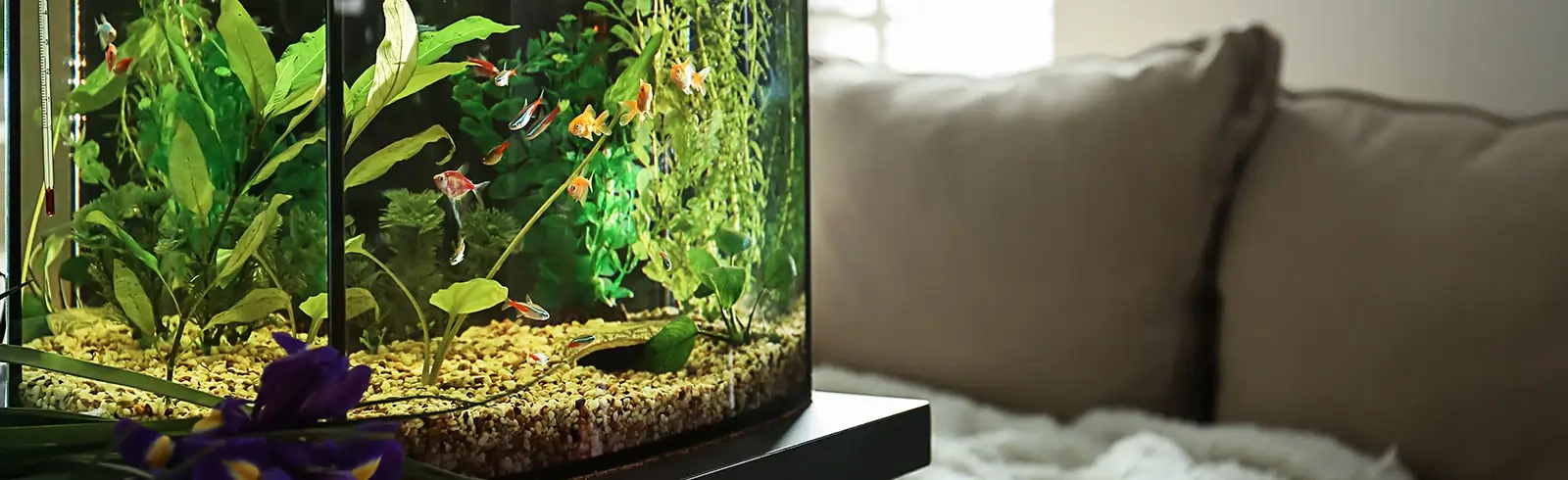 Feuchtigkeit durch Aquarien verhindern