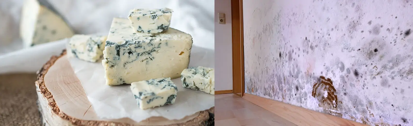 Lernen Sie den guten und den bösen Schimmelpilz kennen