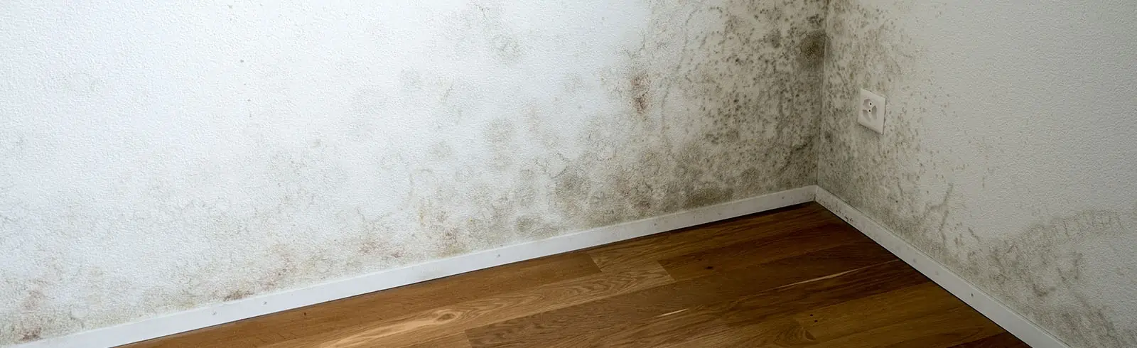 Wie gefährlich ist der Schimmelpilz-Giftstoff Mykotoxin für den Menschen?