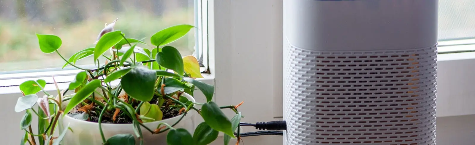 Natürlicher Luftentfeuchter