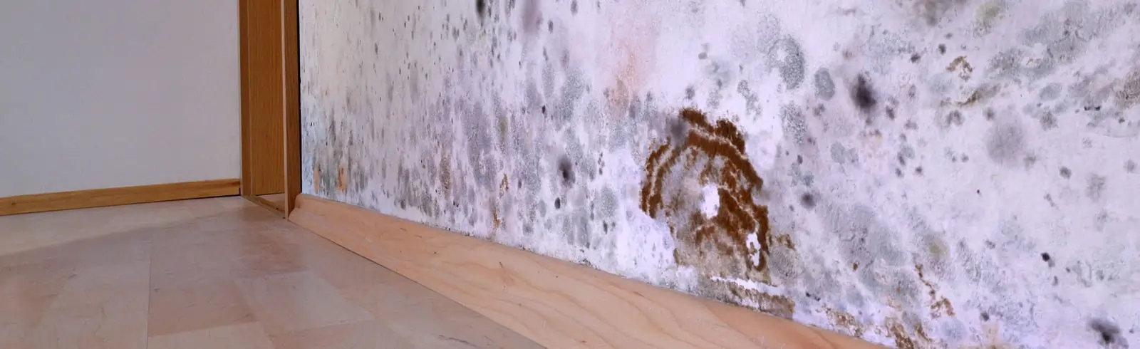 Wo kommt der Schimmel eigentlich her und wer übernimmt die Schimmel Verantwortung?