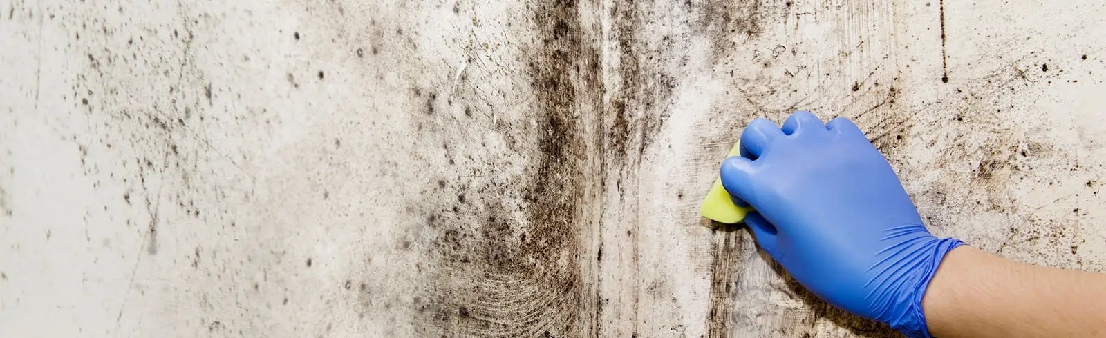 schimmelprotektor_schimmel-im-haus_luftfeuchtigkeit_schimmelentfernung_schimmelgutachten_solingen_blog_wisch_weg_schimmel_wand